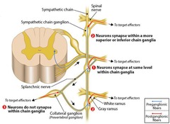 <p>They serve as synapse points for pre-ganglionic fibers of the sympathetic nervous system.</p>