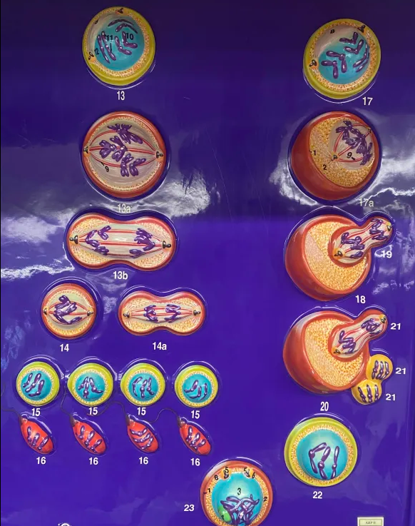 <p>what type of cell division is this</p>