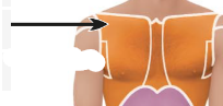 <p>the chest area but above the abdomen </p>