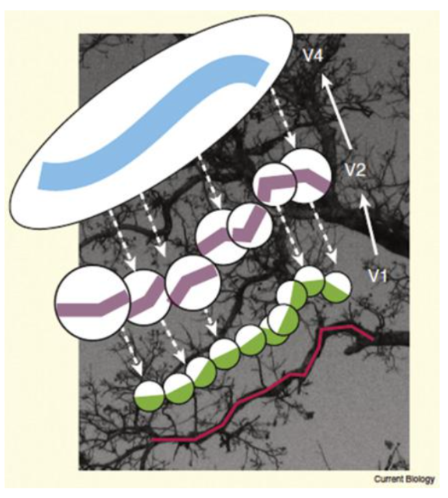 <p><strong>What is hierarchical processing in vision?</strong></p>