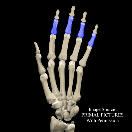 <p>middle phalange</p>