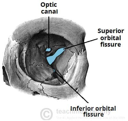 <p>A canal is a passageway through a bone that allows nerves or vessels to pass. Example: optic canal of the frontal bone.</p>