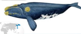 <p>Order Cetacea</p><p>Suborder Mysticeti</p><p>Family Balaenidae</p><p><em>Eubalaena glacialis</em></p><ul><li><p>aka</p></li><li><p>IUCN</p></li></ul><p></p>