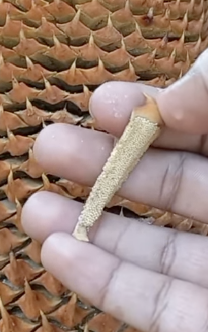 <p>Describe the number of microsporangia on each microsporophyll.</p>