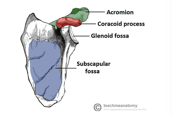 <p>scapula prominences</p>