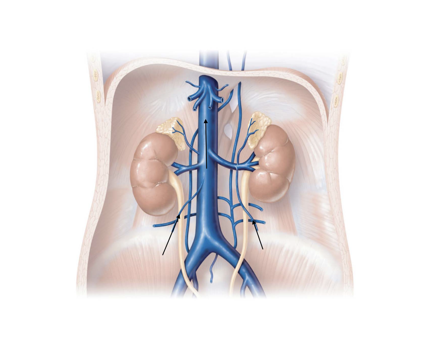 <p>Ovary and Testes Pathway</p>