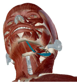 <p>what muscle is this</p>
