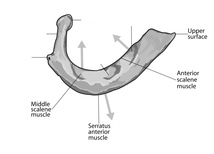 <p>Label the parts of the ___ rib</p>
