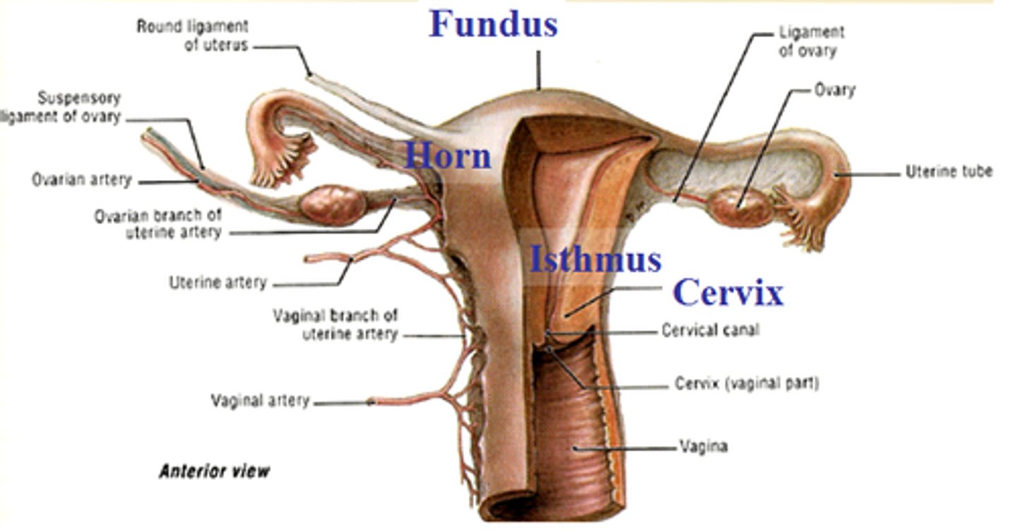 <p>fundus, body, isthmus, cervix</p>