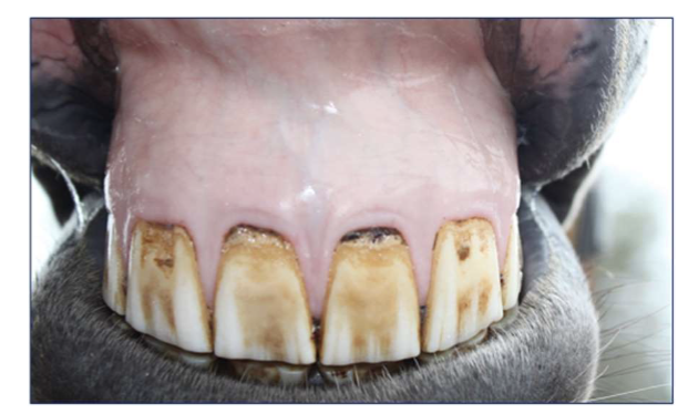 <ul><li><p>Macrocytic, Normochromic Regenerative anaemia, Inflammatory / infectious leukogram, LEFT SHIFT regenerative, <span style="font-size: calc(var(--scale-factor)*17.52px);">Hypoproteinemia</span></p></li><li><p><span style="font-size: calc(var(--scale-factor)*17.52px);"><strong>Haemorrhage</strong></span></p></li><li><p><span style="font-size: calc(var(--scale-factor)*17.52px);">Anemia secondary to gastric haemorrhage</span></p></li></ul><p></p>