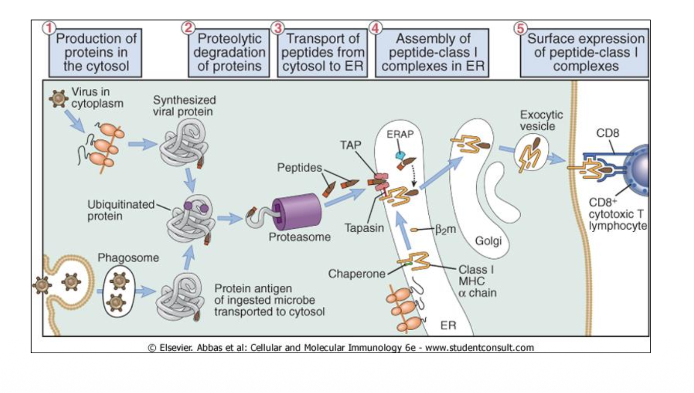 <p>(It is loaded in the <strong>ER</strong>) (expressed on all nucleated cells)</p><p></p><ol><li><p>Production of proteins in the cytosol</p></li></ol><p></p><ol start="2"><li><p>Then the protein get marked by <span style="color: rgb(244, 164, 108);"><strong>Ubiquitin (Ubiquitination)</strong></span> for the <span style="color: rgb(250, 167, 89);"><strong>protaesome</strong></span> to recognize it</p></li></ol><p></p><ol start="3"><li><p>And then chopped it of into smaller peptide</p></li></ol><p></p><ol start="4"><li><p>With the help of the <span style="color: rgb(239, 180, 118);"><strong>TAP (translocation pore)</strong></span> the peptide is transported into the <strong>ER</strong></p></li></ol><p></p><ol start="5"><li><p>In the <strong>ER</strong> there is a link binded to <span style="color: rgb(244, 171, 125);"><strong>TAP</strong></span> that holds the <strong>MHC-I</strong> chain (It increases peptide translocation by linking TAP to MHC-I (it acts as protective shield to TAP and shield it from degration) and make the chain more stable)</p></li></ol><p></p><ol start="6"><li><p>Before the peptide is bound to the<strong> MHC-I</strong> chain it get more chopped By <span style="color: rgb(247, 181, 134);"><strong>ERAP</strong></span> enzyme</p></li></ol><p></p><ol start="7"><li><p>Once the <strong>MHC Class I-peptide</strong> complexes are assembled in the <strong>ER</strong>, they are transported to the cell surface</p></li></ol><div data-type="horizontalRule"><hr></div><ul><li><p><strong>MHC-I = CD8+</strong></p></li></ul><p></p><ul><li><p><span style="color: rgb(84, 217, 240);"><strong>Cross-presentation</strong></span> is the process where a cell engulfs a microbe into a phagosome (or can be died free particlas of pathogens), transports the ingested microbial proteins into the cytosol, and processes them for display on MHC Class I molecules</p></li></ul><p></p><ul><li><p><strong><u>Proteasome:</u> </strong>It is major non lysosomal degradation system. Large complex 700kDa, 28 subunits, and it can be found in the cytosol.</p></li></ul><p></p><ul><li><p><strong><u>Transporter associated with antigen processing (TAP):</u></strong> It’s a heterodimer in the ER. Transport peptide into the ER.</p></li></ul><p></p><ul><li><p>In the absence of TAP the MHC-I chain becomes unstable and the peptide become unable to enter the ER and express the antigen to the CD8+ cells.</p></li></ul><p></p>