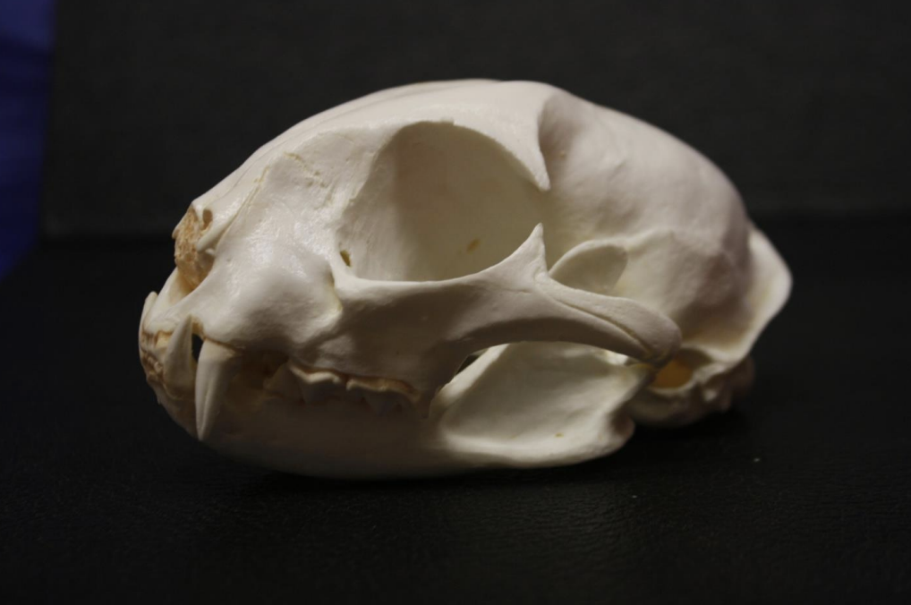 <p>Identify this skull</p>