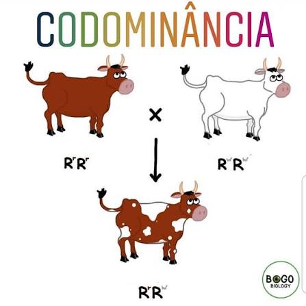 <p>É quando o indivíduo heterozigoto expressa os dois fenótipos, proporção: 1:2:1</p>
