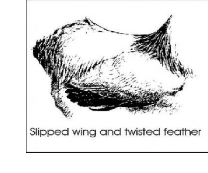 <p>A feather that is not straight, typically seen in certain wing defects.</p>