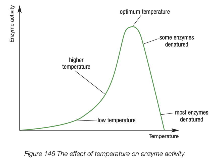 <ul><li><p>at lower temperatures, activity is low - fewer substrate colliding with enzymes ac’s active site, don’t have enough energy to overcome the activation energy barrier</p></li><li><p>as temperature increases, so does enzyme activity - substrate and enzyme molecules will move faster, resulting in more collisions at the active site and hence a greater rate of reaction</p></li><li><p>enzyme activity is maxed out at optimum temp</p></li><li><p>temp inc above optimum temperature causes the active site structure to be altered (denaturation). substrate can’t bind to the denatured active site, thus activity is 0</p></li></ul><p></p>