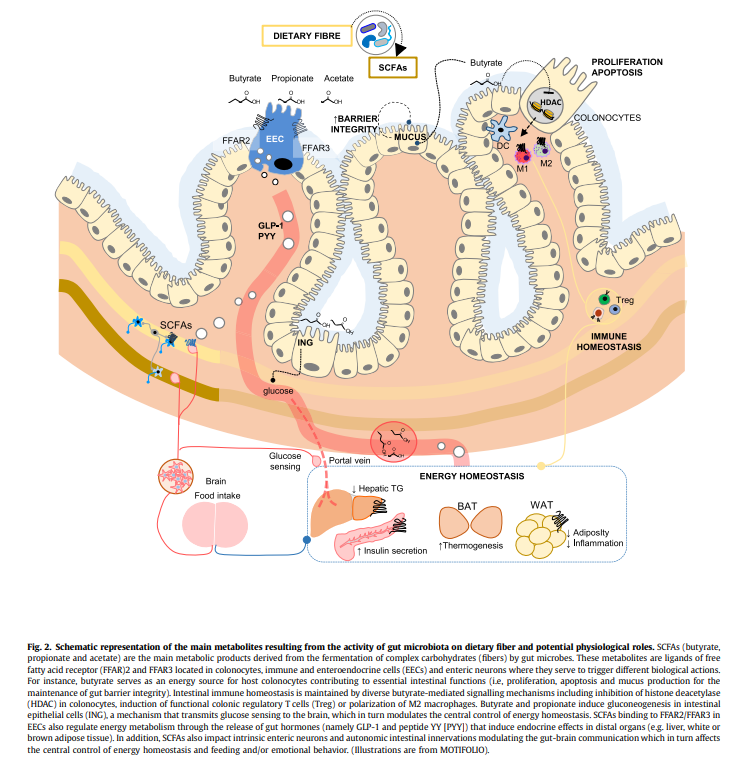 <ul><li><p><strong>SCFAs</strong> are metabolites produced by gut microbes fermenting dietary carbohydrates, mainly <strong>acetate, propionate, and butyrate</strong>.</p></li><li><p><strong>Butyrate:</strong> primary fuel for colonocytes; strengthens gut barrier, supports epithelial growth and repair.</p></li><li><p><strong>Acetate &amp; Propionate:</strong> regulate lipid and glucose metabolism; acetate serves peripheral tissues as energy, propionate regulates gluconeogenesis in the liver.</p></li><li><p><strong>General effects of SCFAs:</strong></p><ul><li><p>Reduce inflammation</p></li><li><p>Stimulate satiety hormones <strong>GLP-1 and PYY</strong> → reduce food intake</p></li><li><p>Improve insulin sensitivity</p></li><li><p>Contribute to gut-brain communication and energy homeostasis</p></li></ul></li><li><p><strong>Overall:</strong> SCFAs are highly beneficial, supporting gut integrity, metabolism, and immune regulation.</p></li></ul><p></p>