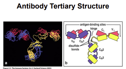 <p>In the antibody tertiary structure, the ——-regions are the variable domains consisting of the V<sub>H</sub> of the heavy chain + V<sub>L</sub> of the light chain → these 2 variable regions side-by-side is what binds to the antigen.</p><p>The ——-regions have little or no amino acid sequence diversity. </p>
