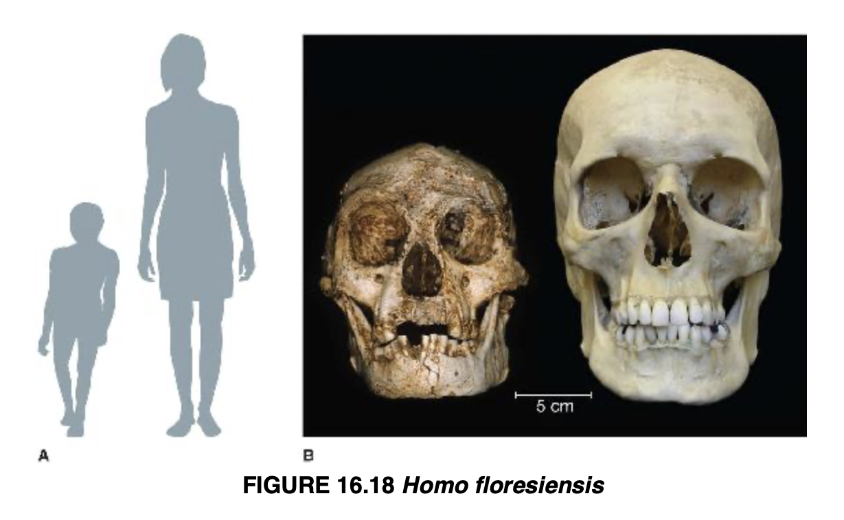 <p>Homo floresiensis</p>
