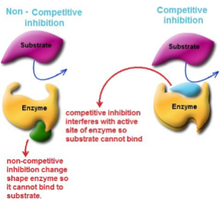 <p>reacts with the enzyme at a site other than the active site. This leads to deformation of the enzyme so that formation of the enzyme-substrate complex is affected.</p>