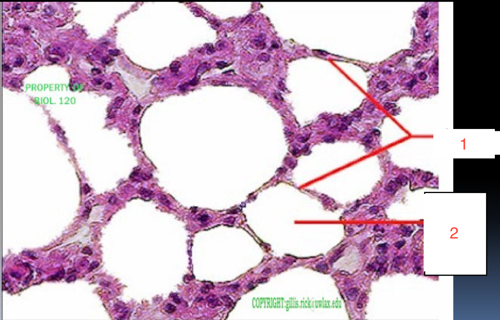 <p>1, 2</p>