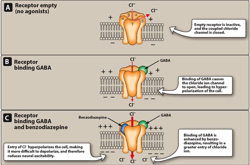 <ul><li><p><strong>anxiolytic</strong> drugs</p></li><li><p><span>Bind to GABA receptors and enhance GABA’s inhibitory actions</span></p></li></ul><p><span>GABA<sub>A</sub> receptors</span></p><ul><li><p><span>GABA<sub>A</sub> receptors - widely distributed in the brain</span></p></li><li><p><span>Cortex, hippocampus, and amygdala</span></p></li><li><p><span>SSRIs can also treat anxiety</span></p></li></ul><p></p>