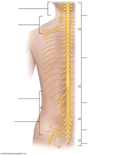 <p>Label: Intervertebral foramen</p>