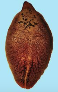 <ul><li><p>adult form of fasciola hepatica (common liver fluke) </p></li><li><p>causes fascioliasis</p></li></ul><p></p>