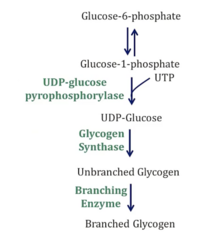 <p>- A 4 step rxn mediated by 4 enzymes</p><p>- G6P → G1P → UDP-Glucose → Unbranched Glycogen → Branched Glycogen</p>