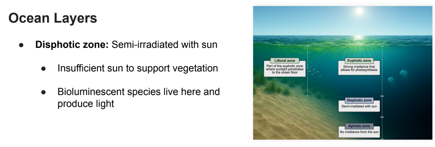 <p>Semi-irradiated with sun</p><ul><li><p>Insufficient sun to support vegetation</p></li><li><p>Bioluminescent species live here and produce light</p></li></ul><p></p>