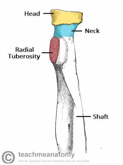 <ol><li><p><strong>Neck</strong>: area directly underneath the radial head</p></li><li><p><strong>Radial (bicipital) tuberosity: </strong>Rough area on bone for a muscle to insert or attach to</p></li></ol><p></p><p></p>