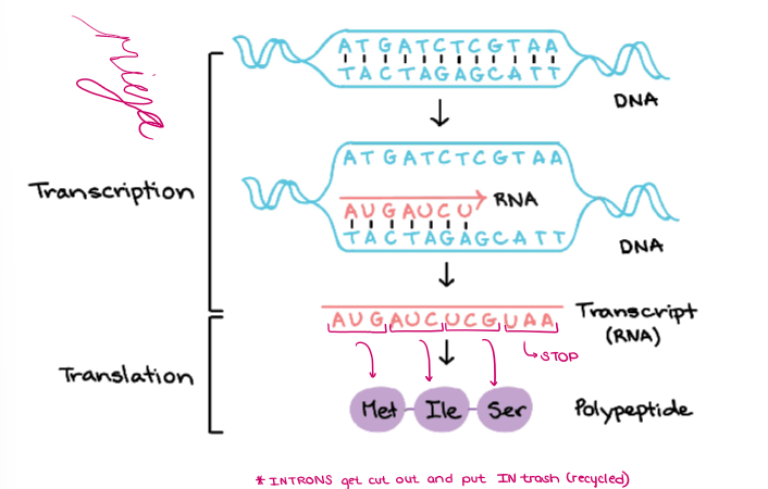 knowt flashcard image