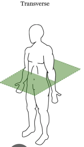 <p>Transverse plane</p>