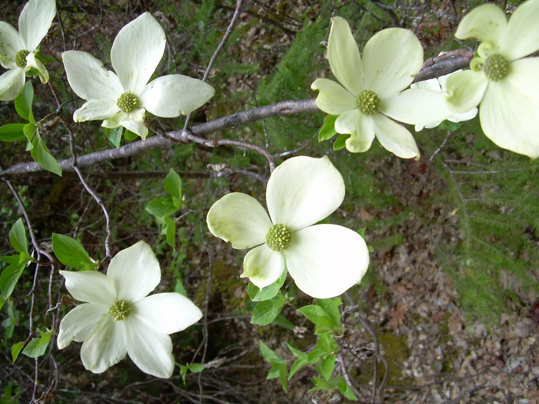 <p>cornus nuttallii </p>