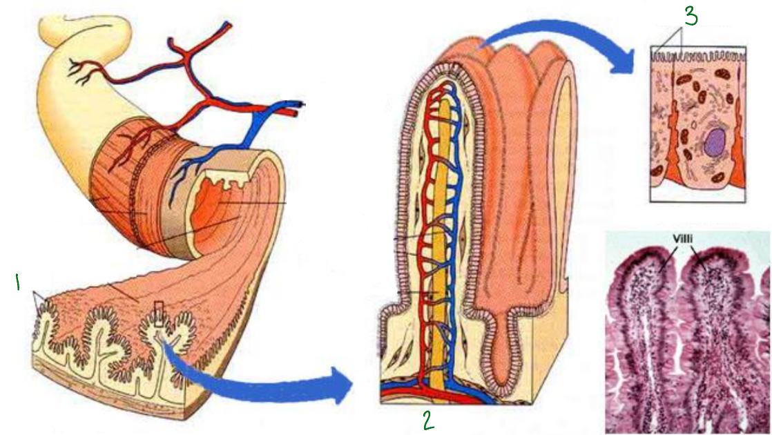 <p>What is 3 pointing to?</p>