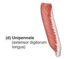 <p>Muscles fibres that align obliquely on only one side of a central tendon, resembling half of a feather eg. extensor digitorum longus</p>