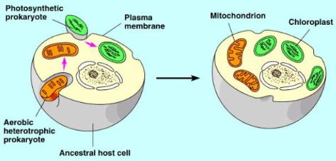 <ul><li><p>used to explain the evolution of mitochondria and chloroplasts</p></li><li><p>early eukaryotic cells were anaerobic organisms that lacked mitochondria and chloroplasts</p></li><li><p>early eukaryotic cells engulfed prokaryotic cells capable of carrying out cellular respiration or photosynthesis thus developing an endosymbiotic relationship</p></li></ul><p></p>