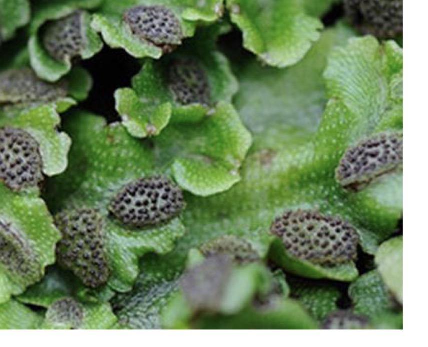 <p>Deblo poddeblo razred vrsta struktura</p>