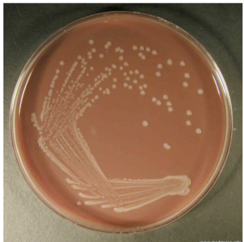 <p>Describe plate </p>