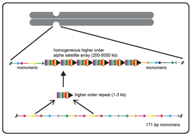 <ul><li><p><strong>comprises about 10% of the human genome</strong></p></li><li><p>most is located in <strong>heterochromatic regions around the centromere/telomere</strong></p><ul><li><p><strong>“non-coding DNA regions”</strong></p></li></ul></li><li><p>occurs as variable length modifs (5-100 bp), in long tracts of up to 100 Mb</p></li><li><p>present at >10^6 copies per genome</p></li><li><p>postulated functions include <strong>structural and organization role (centromeres and telomeres) to nothing more than junk</strong></p></li><li><p>e.g. <mark data-color="yellow" style="background-color: yellow; color: inherit;">alpha satellite DNA</mark>- from 2 to more than 30 repeats of 171 bp tandem repeats</p></li><li><p><mark data-color="yellow" style="background-color: yellow; color: inherit;">heterochromatin (tightly coiled)</mark></p></li></ul><p></p>