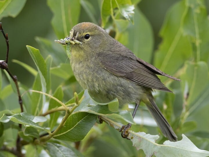 <p>orange-crowned warbler</p><p>warbler body + bill without any field marks <br>orange crown (hard to see) </p>