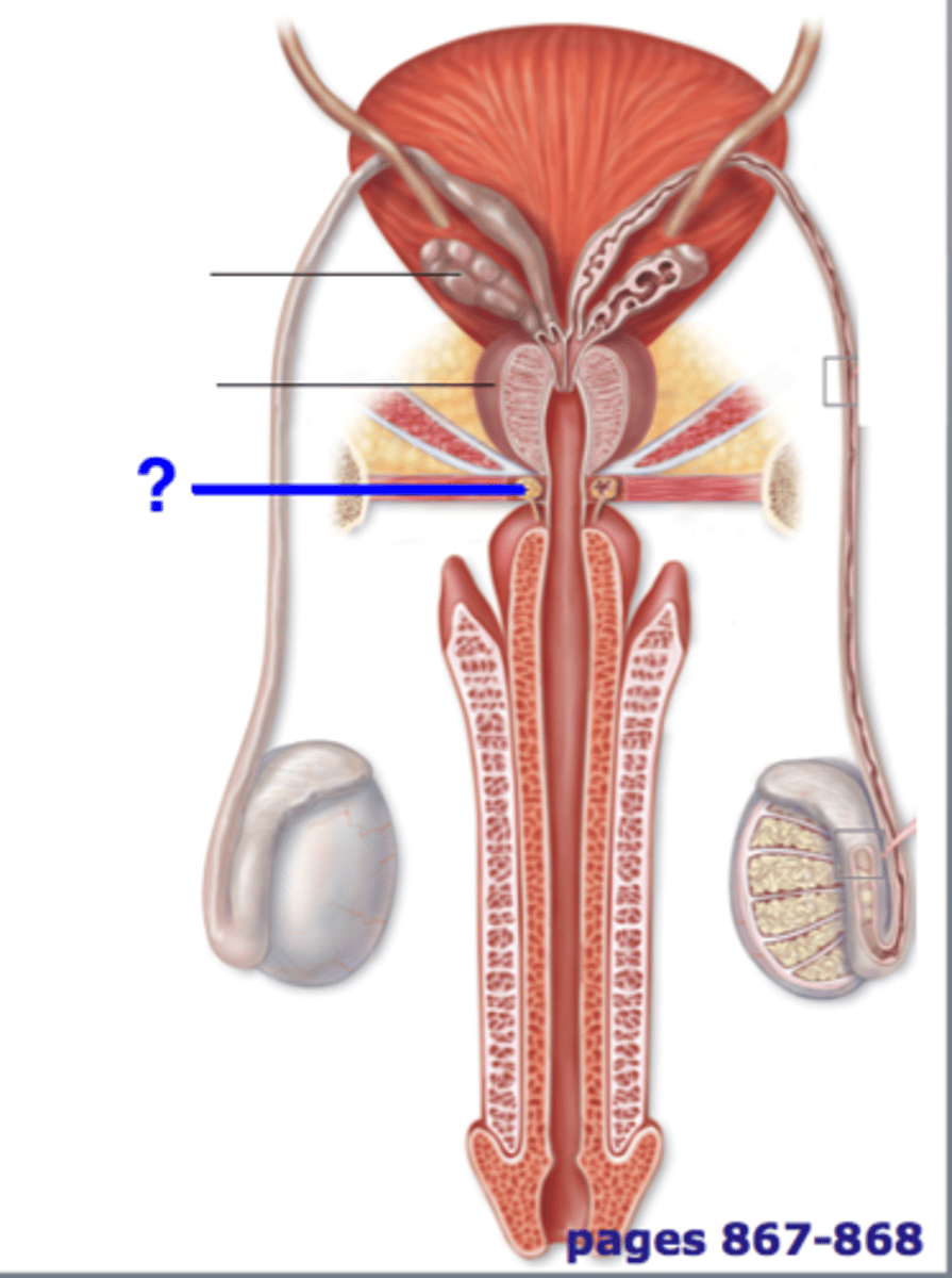 <p>Discharges a component of seminal fluid into the urethra</p>