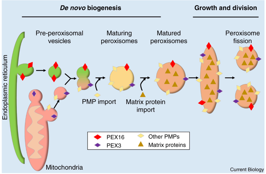 <p>Peroxisomes = organelles that specialize in oxidative reactions = degrade long fatty acid chains through β-oxidation = chimeras of ER + Mitochondria → bounded by single membrane bilayer </p><ul><li><p>β-oxidation = metabolic process of breaking down fatty acids inside mitochondria to generate ATP</p><ul><li><p>Major byproduct = H<sub>2</sub>O<sub>2</sub></p></li></ul></li></ul><ol><li><p><strong>De Novo Biogenesis </strong>= creating new peroxisomes </p><ol><li><p>ER + Mitochondria →<u> “Pre-peroxisomal vesicles” </u></p></li><li><p>Pre-peroxisomal vesicles + PEX16 + PEX3 <u>fuse</u> → <u>“maturing peroxisome”</u></p></li><li><p>Imports Peroxisomal Membrane Proteins (PMPs) + Matrix proteins (enzymes for β-oxidation) from cytosol </p></li></ol></li><li><p><strong>Growth &amp; division</strong></p><ol><li><p>Peroxisome imports more proteins + lipids → elongation </p></li><li><p>Fission → 2 smaller peroxisomes </p></li></ol></li></ol><p>Import = post-translational</p><p><strong>N-term/C-term peroxisomal targeting sequences (PTSs)</strong> → Unique cytoplasmic receptors </p><ul><li><p>Signals NOT cleaved after protein = inside </p></li></ul><p></p><p></p>