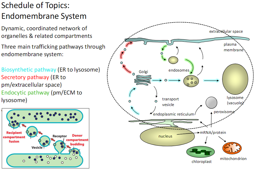 <p><strong>Definition</strong><br> Dynamic, coordinated network of <strong>organelles</strong> and related <strong>compartments</strong></p><p><strong>Trafficking Pathways</strong></p><p><strong>Biosynthetic Pathway</strong><br> From <strong>ER → lysosome</strong></p><p><strong>Secretory Pathway</strong><br> From <strong>ER → plasma membrane / extracellular space</strong></p><p><strong>Endocytic Pathway</strong><br> From <strong>plasma membrane / ECM → lysosome</strong></p><p><strong>Key Point</strong><br> The <strong>endomembrane system</strong> organizes <strong>protein and membrane trafficking</strong> through <strong>biosynthetic, secretory, and endocytic pathways</strong></p>