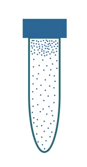 <p>facultative anaerobe</p>