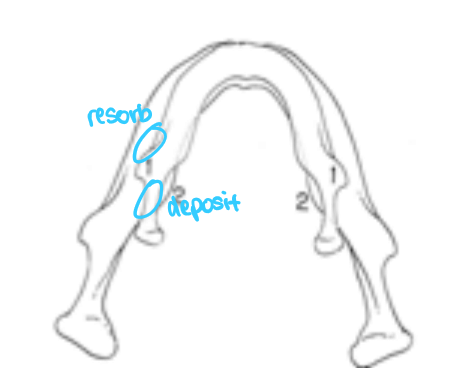 <ul><li><p> body of mandible grows longer by periosteal apposition on pos surface</p></li><li><p>ramus grows higher by endochondral replacement at condyle, accompanied by surface remodelling</p></li><li><p>anterior part of ramus is resorptive</p></li><li><p>secondary displacement from cranial base growth evident but effects are less than maxilla</p></li></ul><p></p>