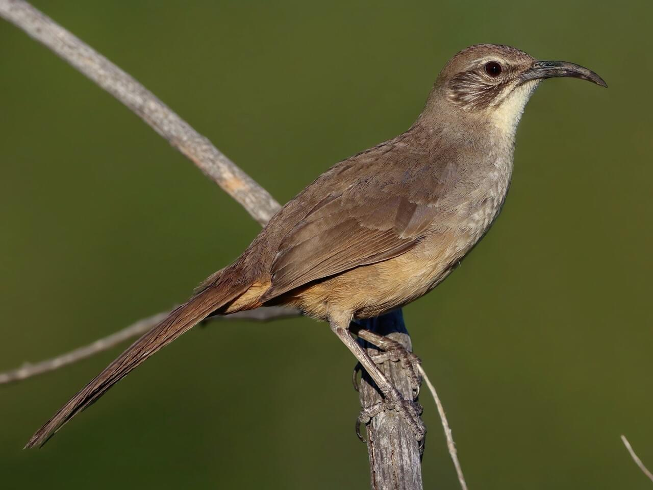 <p>California thrasher </p>