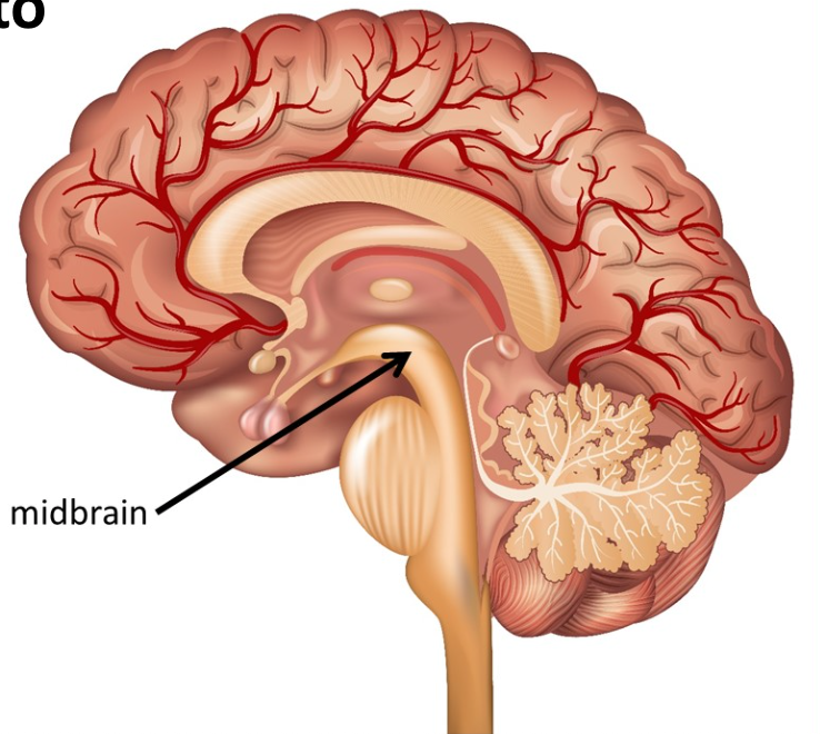 <p>Brain Stem: <strong>The Midbrain</strong></p>