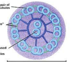 <ul><li><p>support of cellular cytoplasm <strong>(anchor organelles)</strong></p></li><li><p>intracellular transport</p><ul><li><p>vesicle transport, placement of organelles, segregation of chromosomes into daughter cells during mitosis, cleavage furrow formation during animal cell cytokinesis</p></li></ul></li><li><p>cell shape</p></li><li><p>cell motility</p><ul><li><p>cilia and flagella (microtubules and associated proteins)</p><ul><li><p>contain bundles of microtubules that are arranged in 9+2 arrangement</p></li></ul></li><li><p>microtubules interact with a motor protein called <mark data-color="yellow" style="background-color: yellow; color: inherit;">dynein</mark></p><ul><li><p>dynein binds to microtubules and moves along filaments, causing them to bend</p></li></ul></li><li><p>actin filaments</p></li></ul></li></ul><p></p>