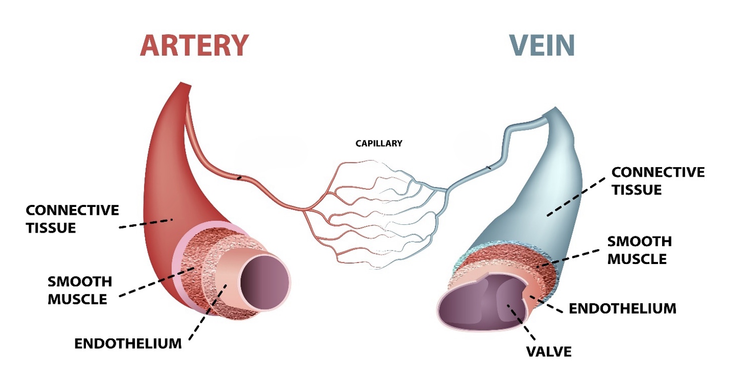 <p>Arteries are elastic to cope with surging of blood.</p>