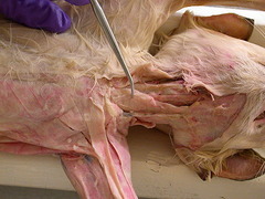 <p>muscle that works together with the clavotrapezius in effecting movements of the head and forelimb</p>